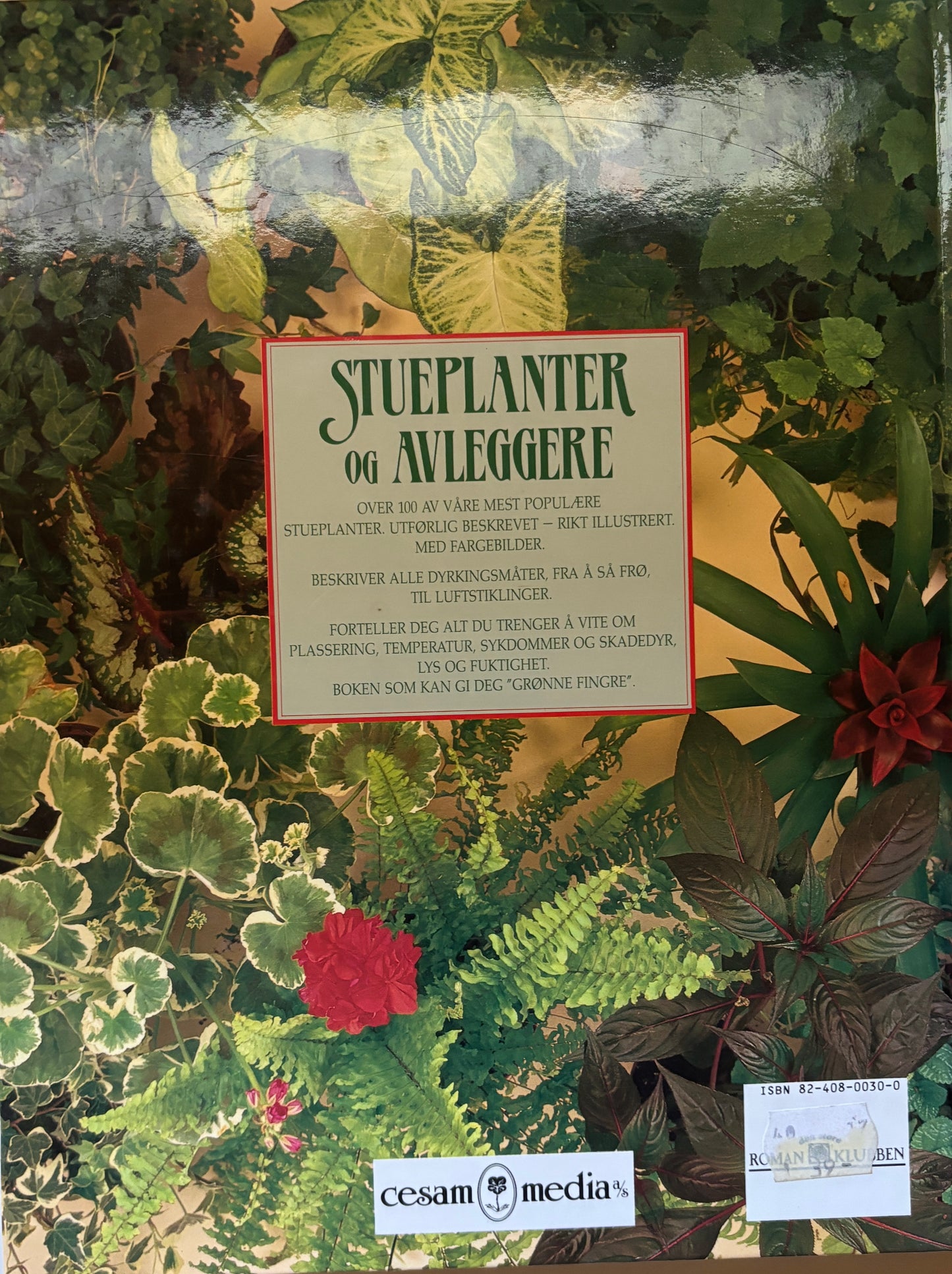 Stueplanter og avleggere