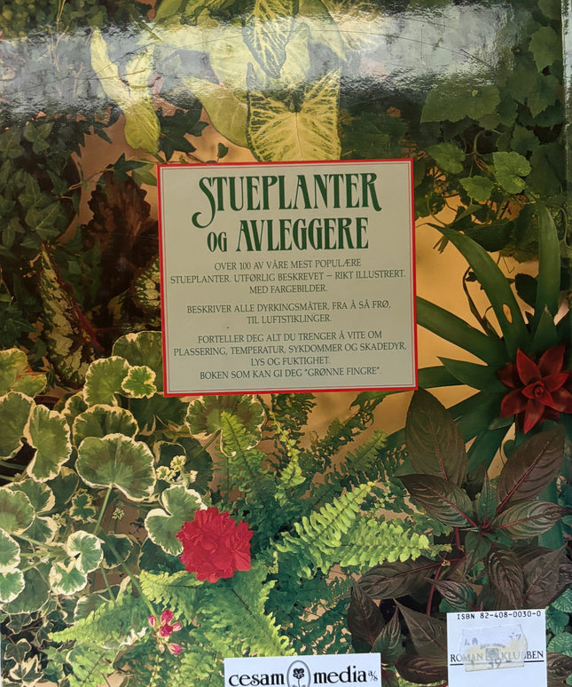 Stueplanter og avleggere